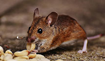 24 Hour & Emergency Exterminators in Blanch, NC
